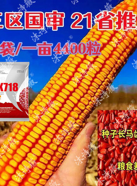 玉米种子丰乐高产抗病抗倒伏