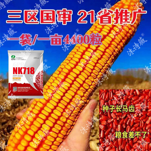 玉米种子丰乐高产抗病抗倒伏