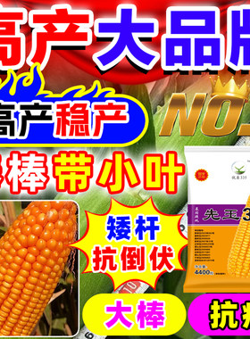 先玉335玉米种子厂家直销