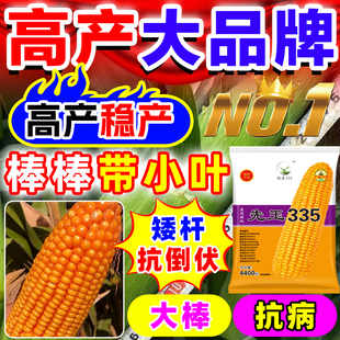 先玉335玉米种子厂家直销原装正品大棒抗病抗旱耐高温机收玉米种