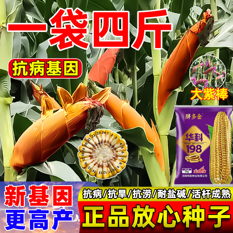 一袋四斤装华科198玉米种子