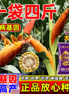 一袋四斤装华科198玉米种子