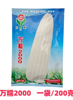 万糯200025年新品种白甜糯玉米糯玉米种子皮薄甜糯适口糯玉米种子