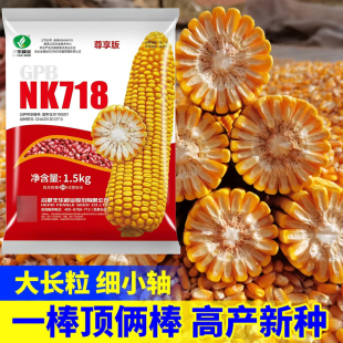 高产玉米种子大棒矮杆抗病南北方春夏播抗倒伏耐旱抗高温农科院
