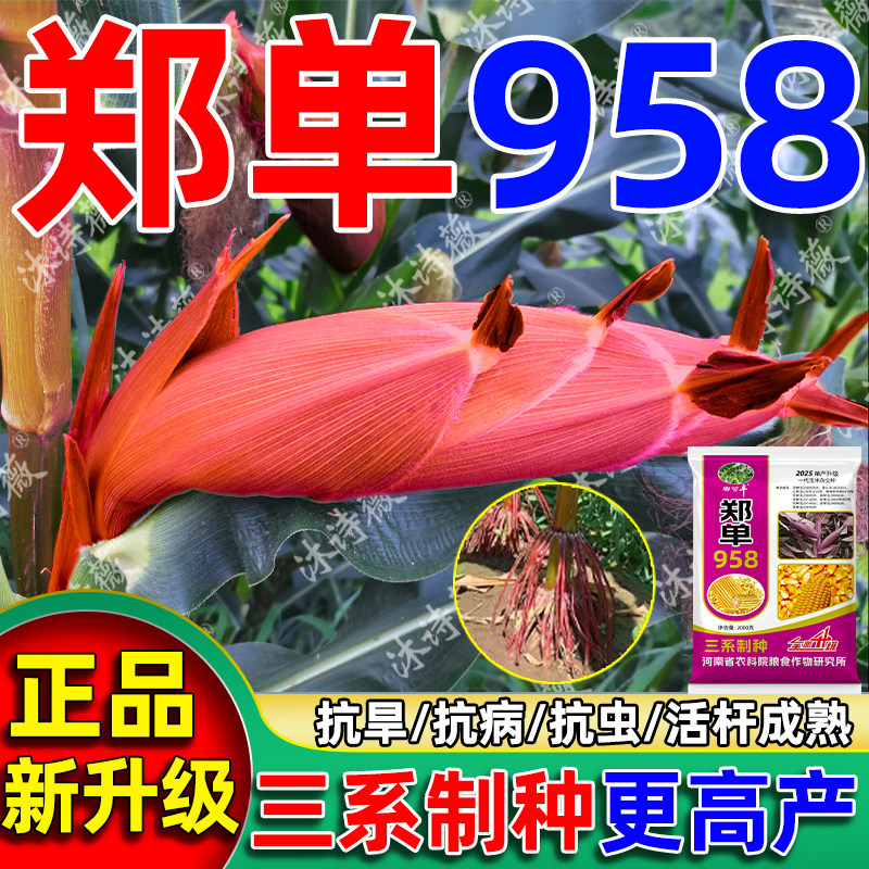郑单958玉米种子稳产高产
