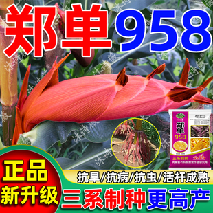 高产玉米种子长粒角质粮矮杆抗倒伏抗旱耐涝正品新升级三系制种