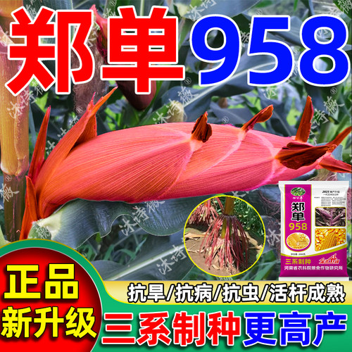 郑单958玉米种子稳产高产