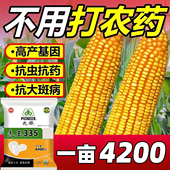 先锋先玉335玉米种子高产矮杆大棒红轴角质粮脱水快南北方玉米种