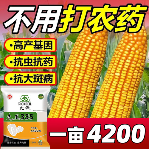 先锋先玉335高产玉米种子