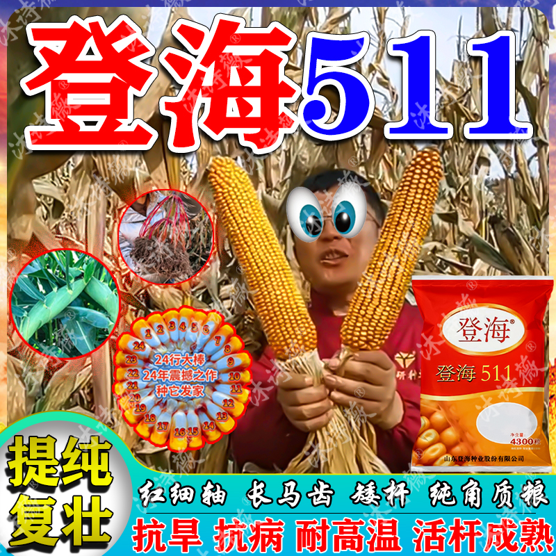 长马齿登海511玉米种正品原装矮杆抗倒伏耐旱耐高温提纯复壮玉米-封面