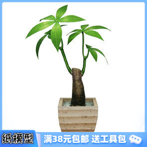3D纸模型手工diy礼物 仿真植物 发财树