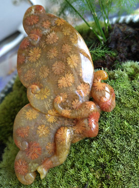 直播珊瑚玉散珠龟壳原石手镯吊坠