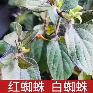 玫瑰绣球茉莉花卉植物杀虫剂花药阿维菌素家用 白红蜘蛛专用药月季