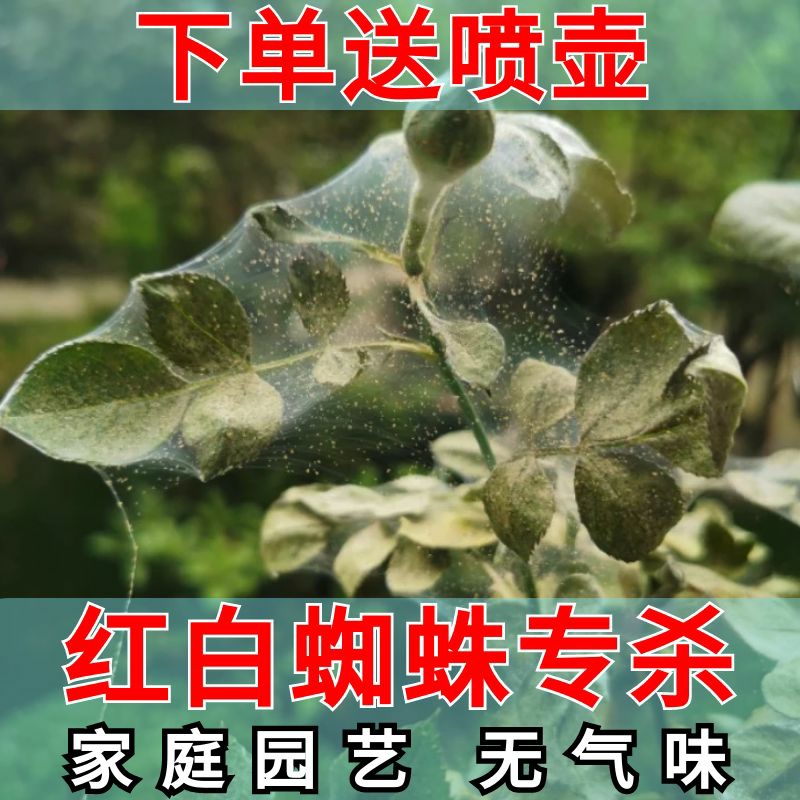 白红蜘蛛专用药杀虫剂除虫月季花常用药茉莉玫瑰草莓花卉植物家用 农用物资 杀螨剂 原图主图