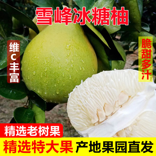湖南怀化雪峰冰糖柚现发脆甜多汁