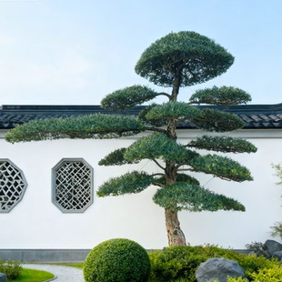 罗汉松造型原生小叶雀舌罗汉松庭院造型树地栽盆栽一对一选树