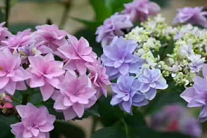 包子姐*对版绣球 进口重瓣绣球 奇妙仙子 绣球苗