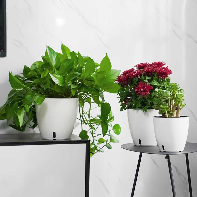 懒人自动自吸水养花专用白掌