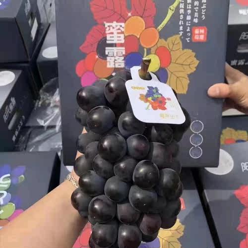 黑藤巨峰葡萄纯甜果大4斤礼盒装新鲜水果包邮