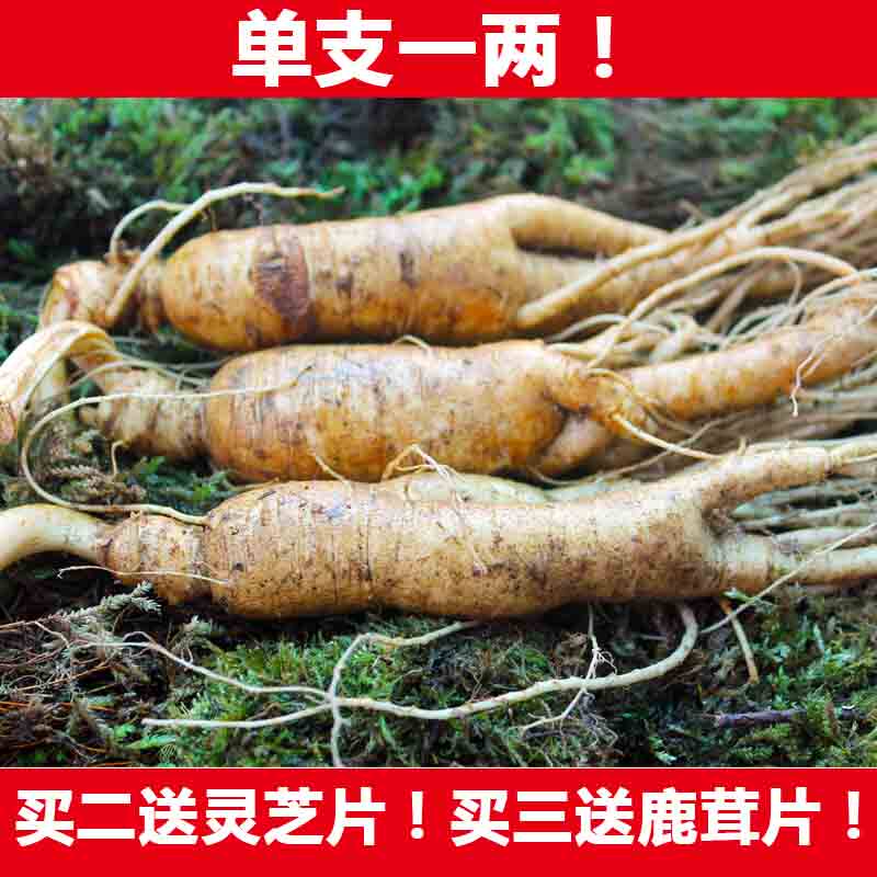 长白山人参东北新鲜泡酒鲜人参