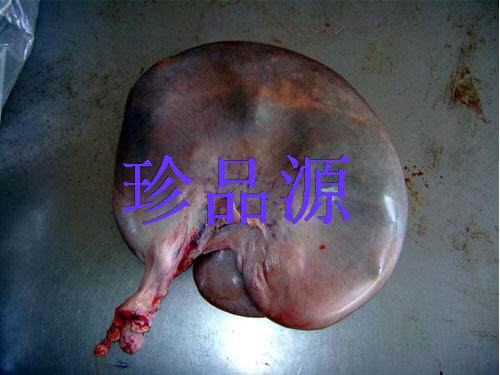 吉林梅花鹿鲜鹿胎 新鲜鹿胎盘 整个鹿胎 干鲜鹿胎  鲜鹿胎 鲜胎