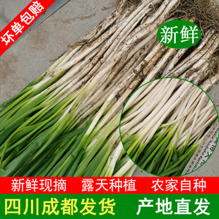 四川大葱葱黄四川成都本地菜葱白小葱细香葱嫩葱偏细葱包邮