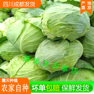 四川成都新鲜莲花白9斤农家自种卷心沙拉菜包菜绿甘蓝青莲白4斤