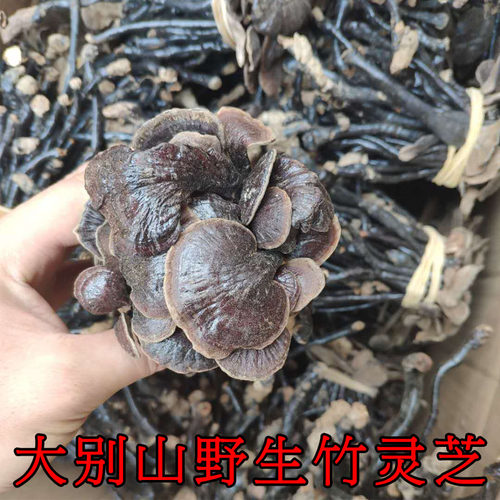 天然纯带柄竹灵芝灵芝片