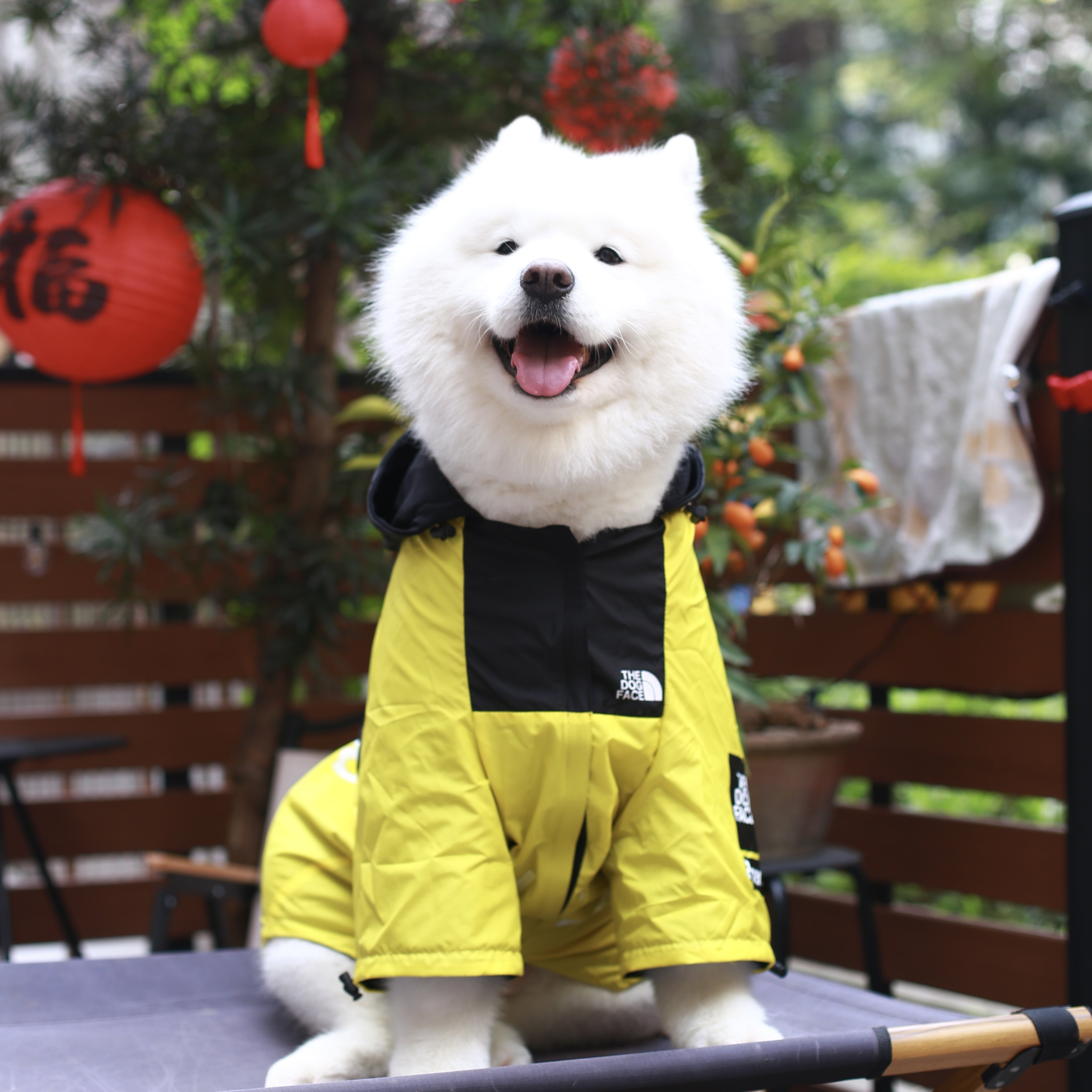 宠物大狗狗雨衣防风防雨冲锋外套休闲服饰金毛萨摩耶中大型犬衣服