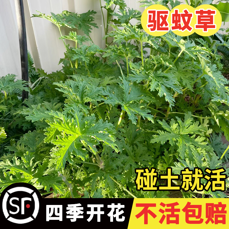 驱蚊香草籽庭院室外香草种子海洋之露四季播种常青阳台盆栽驱蚊草