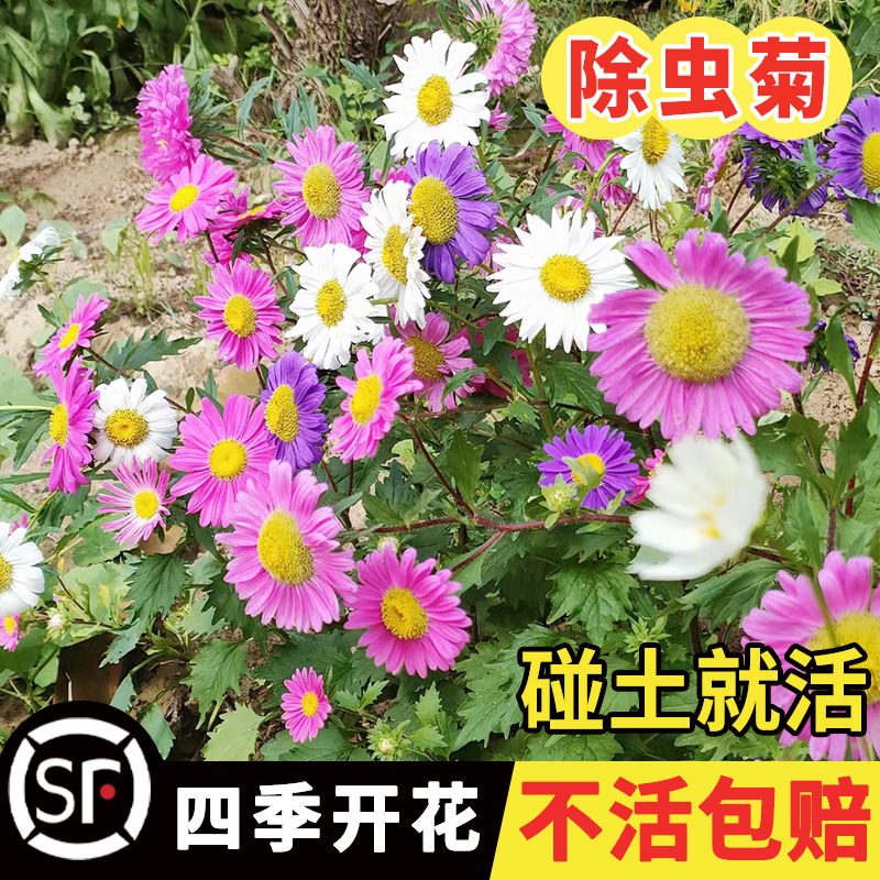 室外庭院多年生花种子除虫菊种子易活阳台防虫夏季