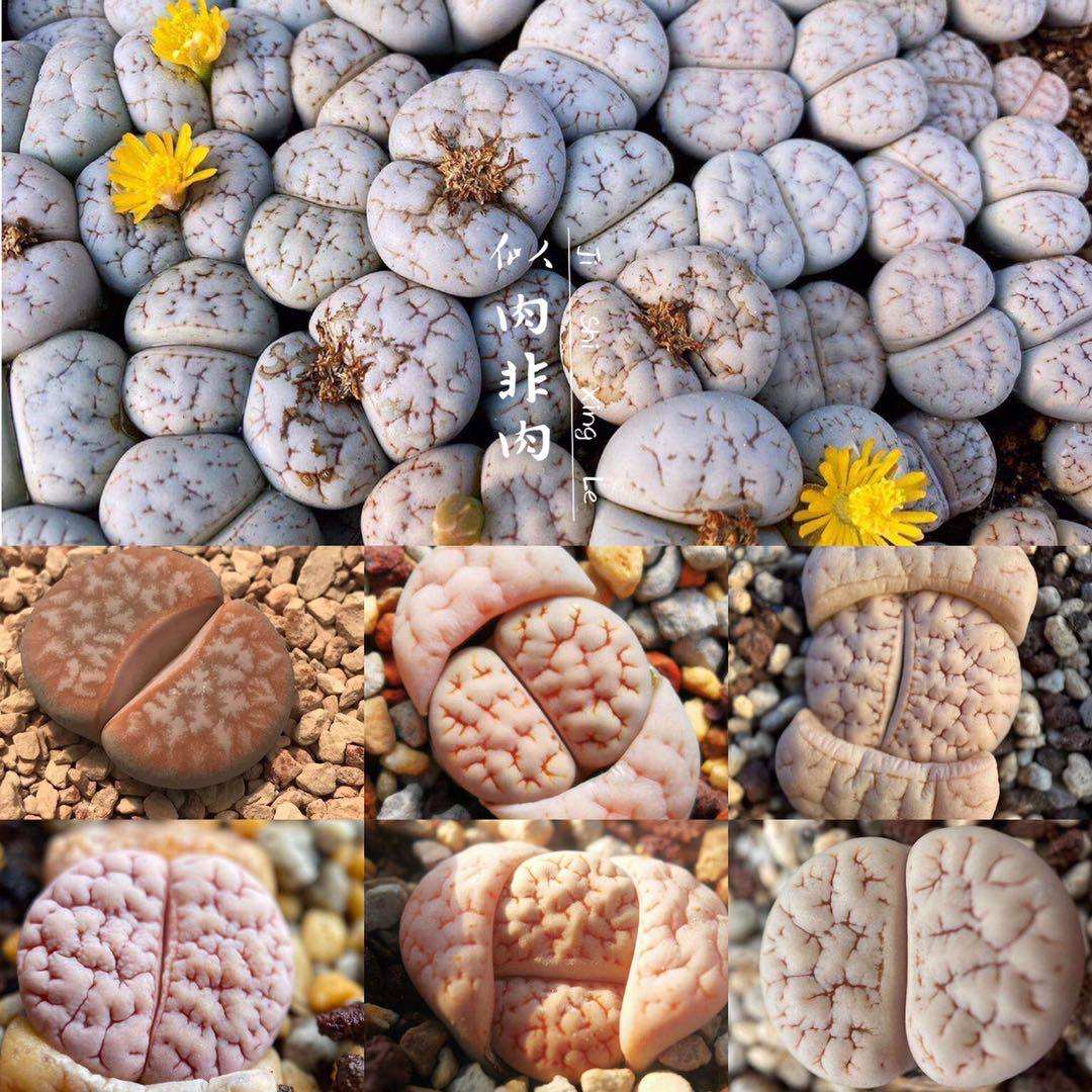 C189荒玉混合种子生石花拿铁苇胧玉脑纹262 373 383 374 309a多肉