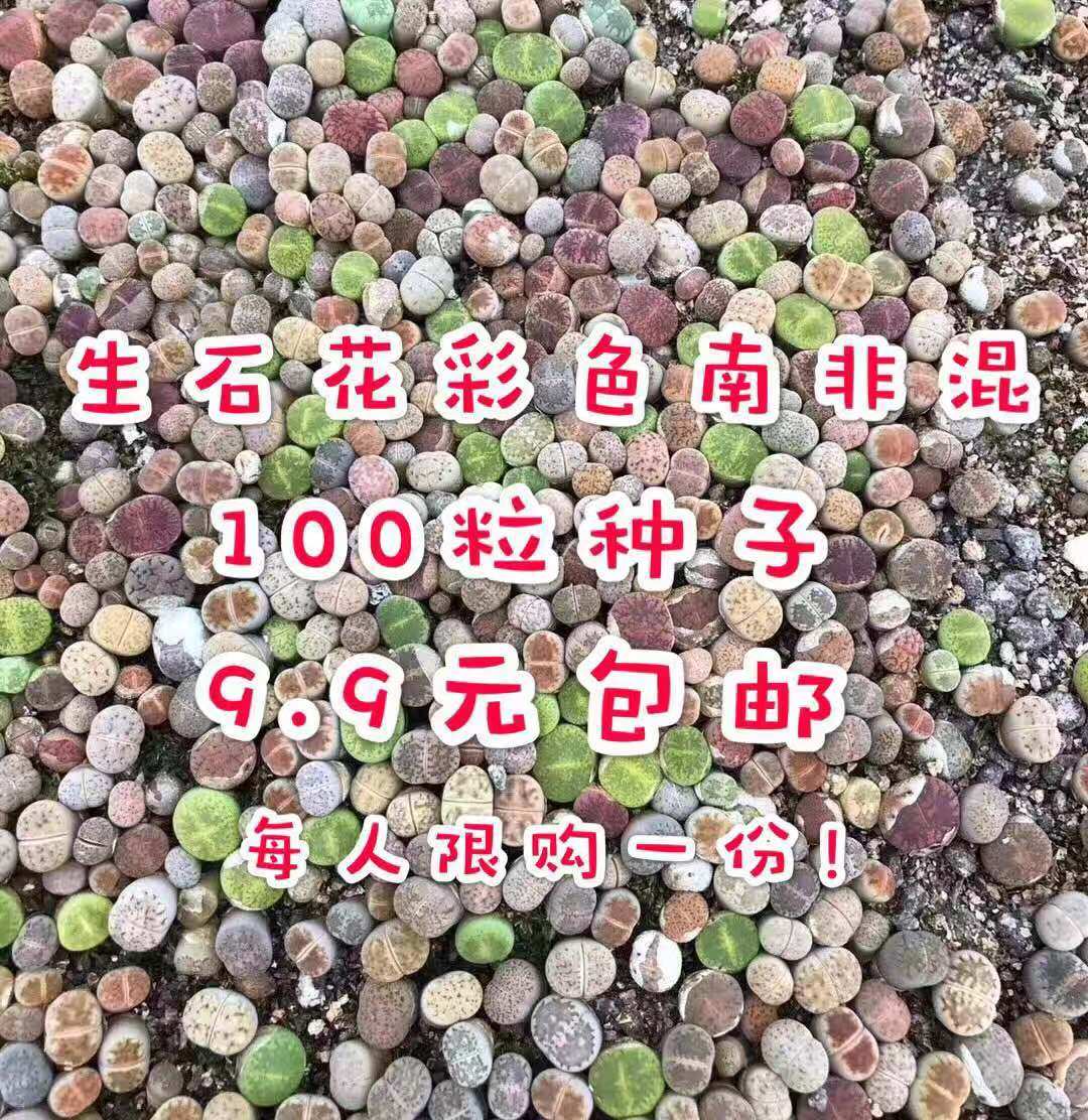 南非混彩色生石花屁股番杏科种子荚包邮多肉仙人掌属北溟刚喷到塑