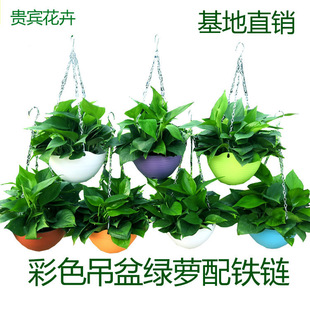 绿萝铁链花盆绿萝室内吸净化空气好养活植物花卉水培绿植吊盆绿箩
