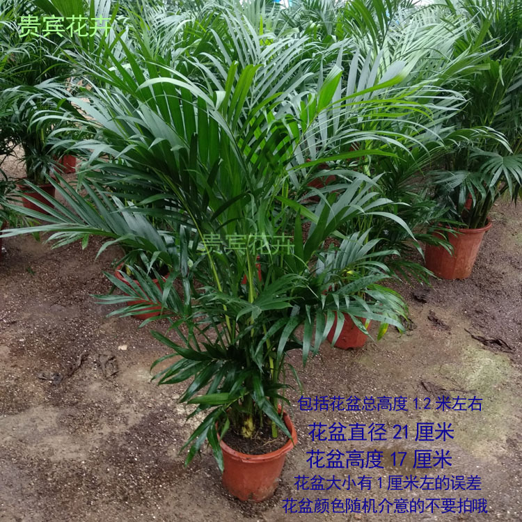 富贵椰子盆栽植物凤尾竹盆景四季常青袖珍椰子新居新房办公室绿植