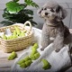 宠物狗狗玩具用品乳胶玩具磨牙解闷发声小狗泰迪会响叫玩具豌豆