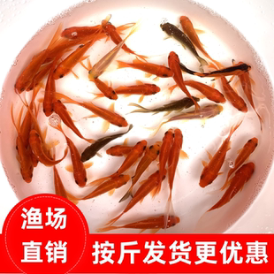 按斤红草金鱼活鱼鱼苗观赏鱼淡水冷水鱼饲料鱼活物草金鱼苗锦鲤鱼
