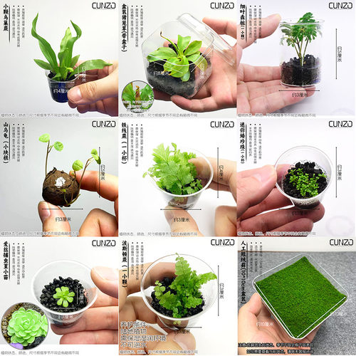 姬虎耳空气凤梨迷你薜荔造景植物