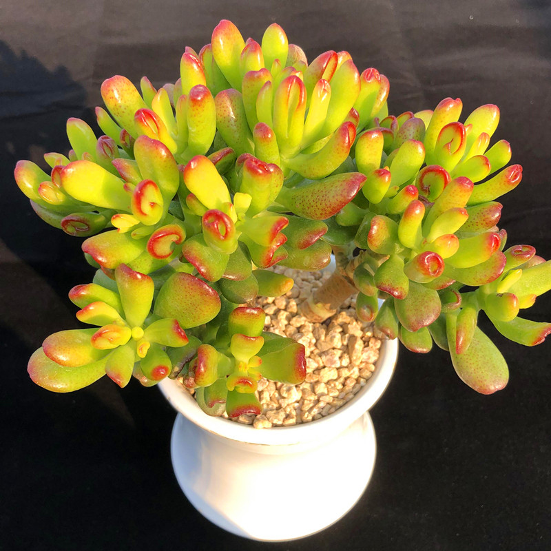 吸财树 多头群生老桩大棵 多肉植物造型桩子新手易种简单寓意好,鲜花速递/花卉仿真/绿植园艺,多肉植物,淘宝优惠券,粉丝福利购,淘宝优惠卷