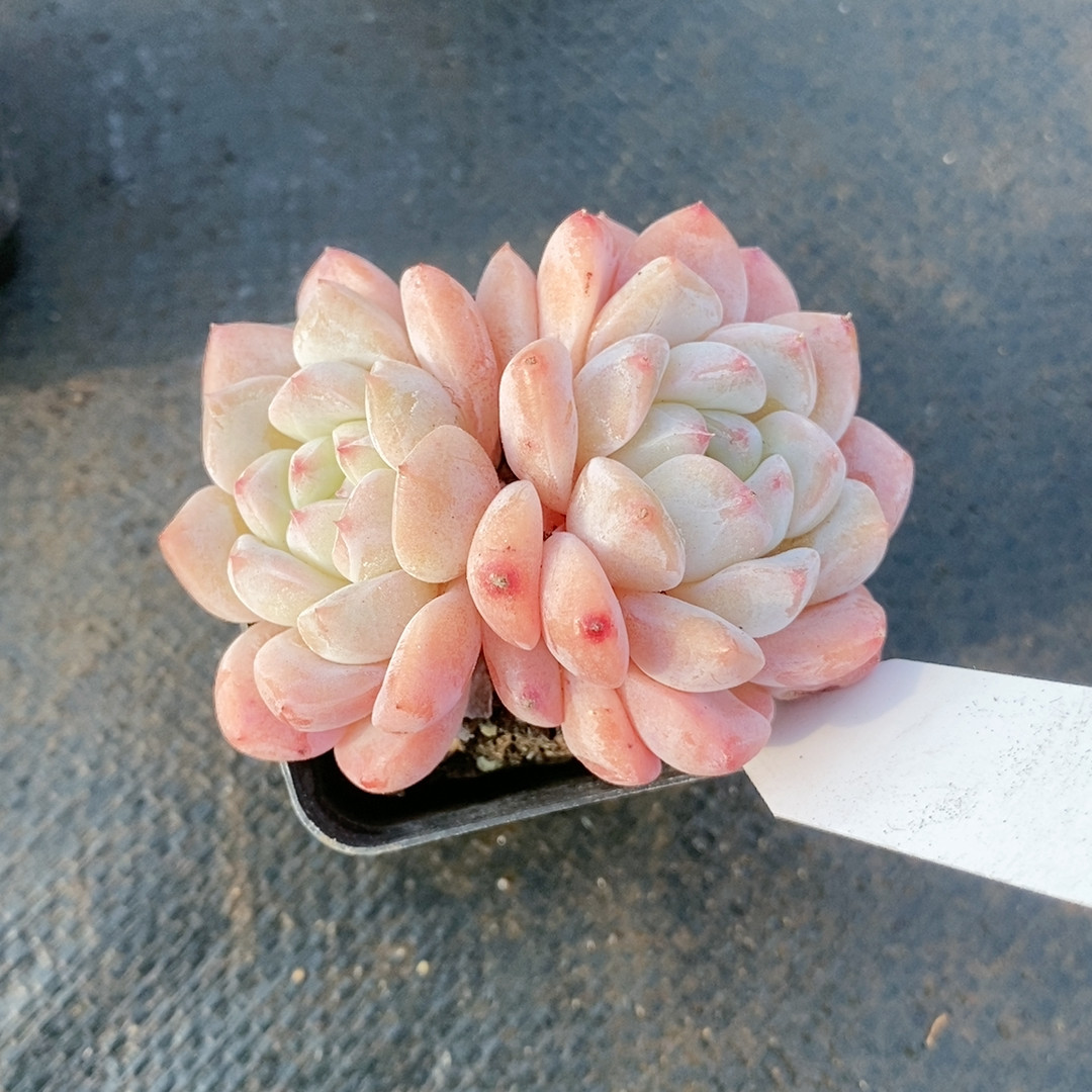 Ｘ７．23.711带盆,鲜花速递/花卉仿真/绿植园艺,多肉植物,淘宝优惠券,粉丝福利购,淘宝优惠卷