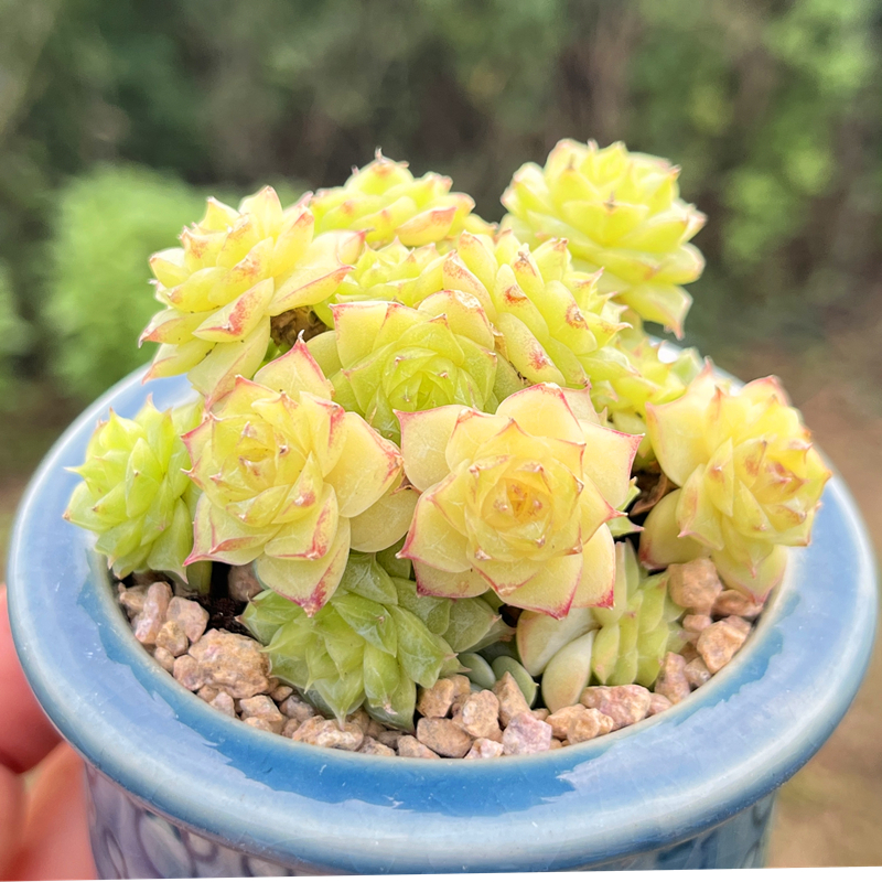 情人麦秆多肉植物多头群生