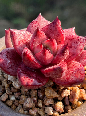 血罗 多肉植物 单头红色有血斑冬云系新手易种含盆带土栽种好肉肉