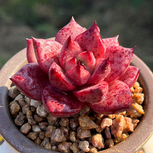 血罗 多肉植物 单头红色有血斑冬云系新手易种含盆带土栽种好肉肉