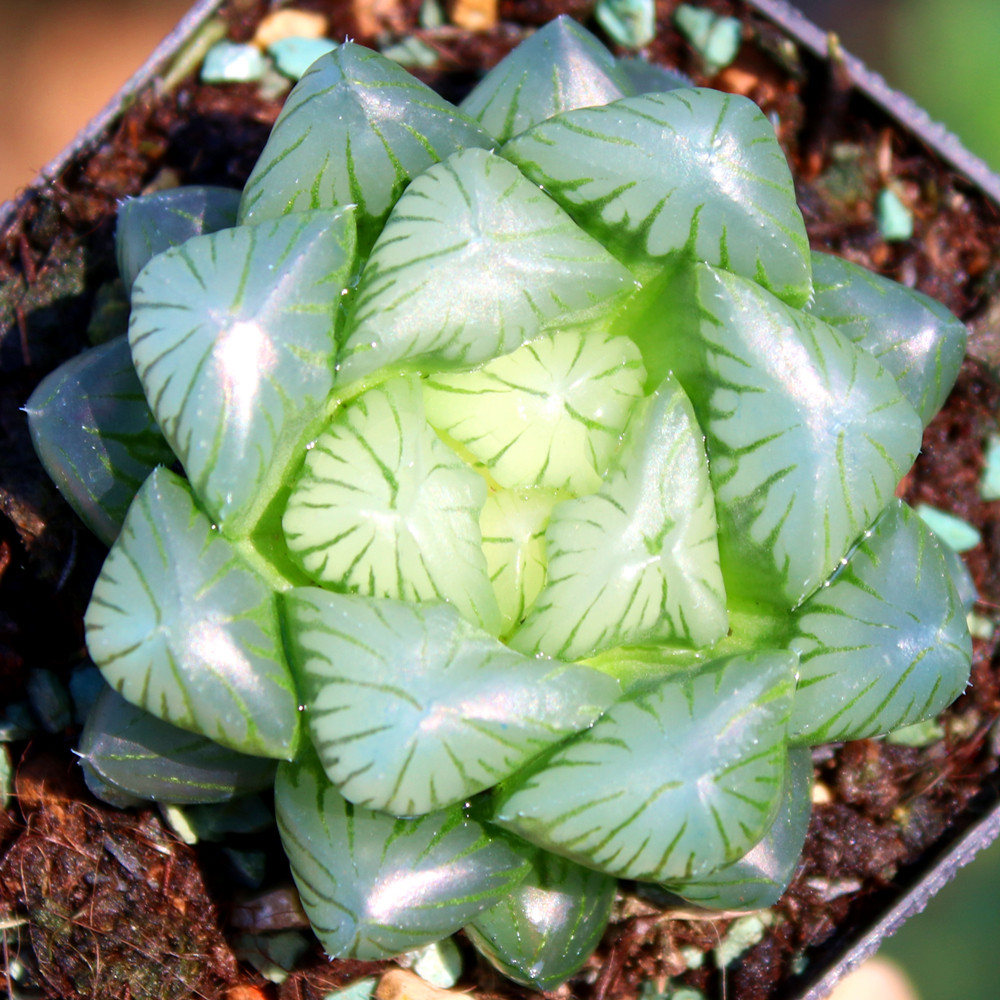 巨窗姬玉露 新品带盆土发货 多肉植物十二卷类耐热新手易种简单花