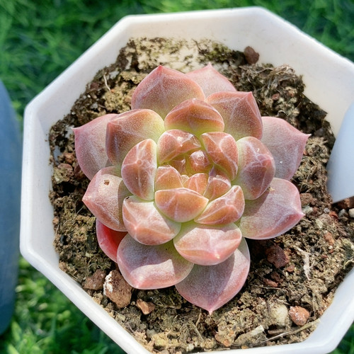 琥珀13.285带盆