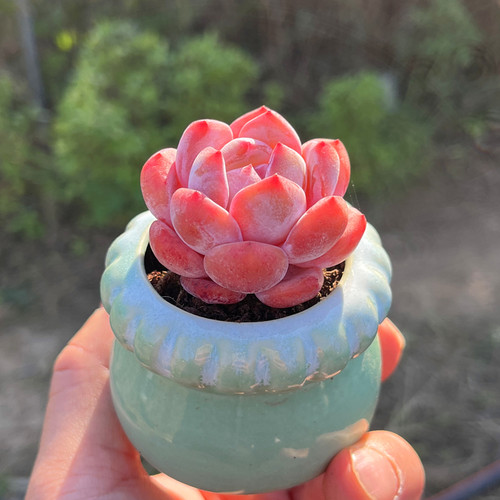 芙蓉橙多肉植物带陶瓷盆种好