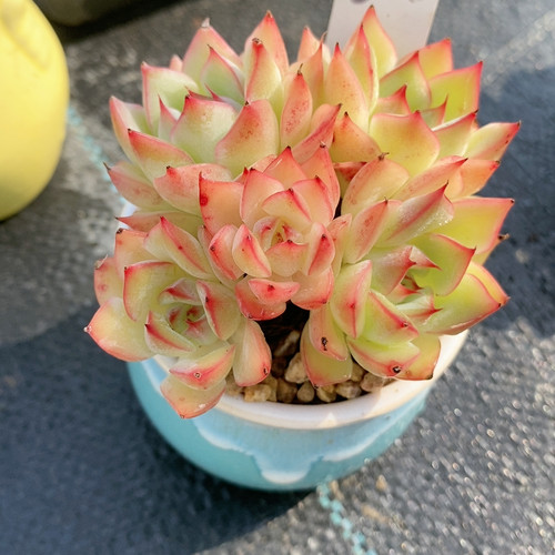 荷花13.208