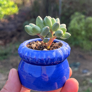 千代田之松 含陶瓷盆带土栽种好多肉植物 新手简单易种暗纹阳台花