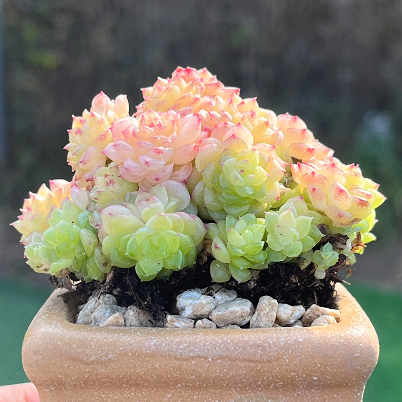 多头群生多肉植物果冻色