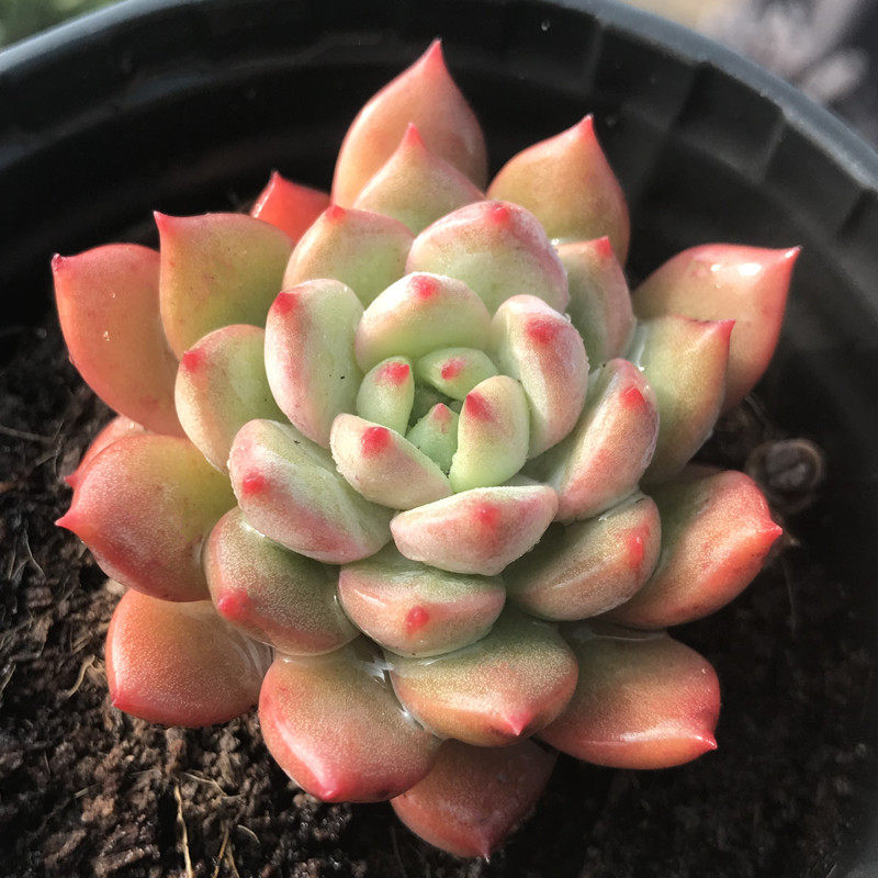 多肉植物青苹果多少钱 多肉植物青苹果优惠券免费领取 有条鱼